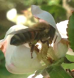 Bi som samlar nektar i äppleblomma